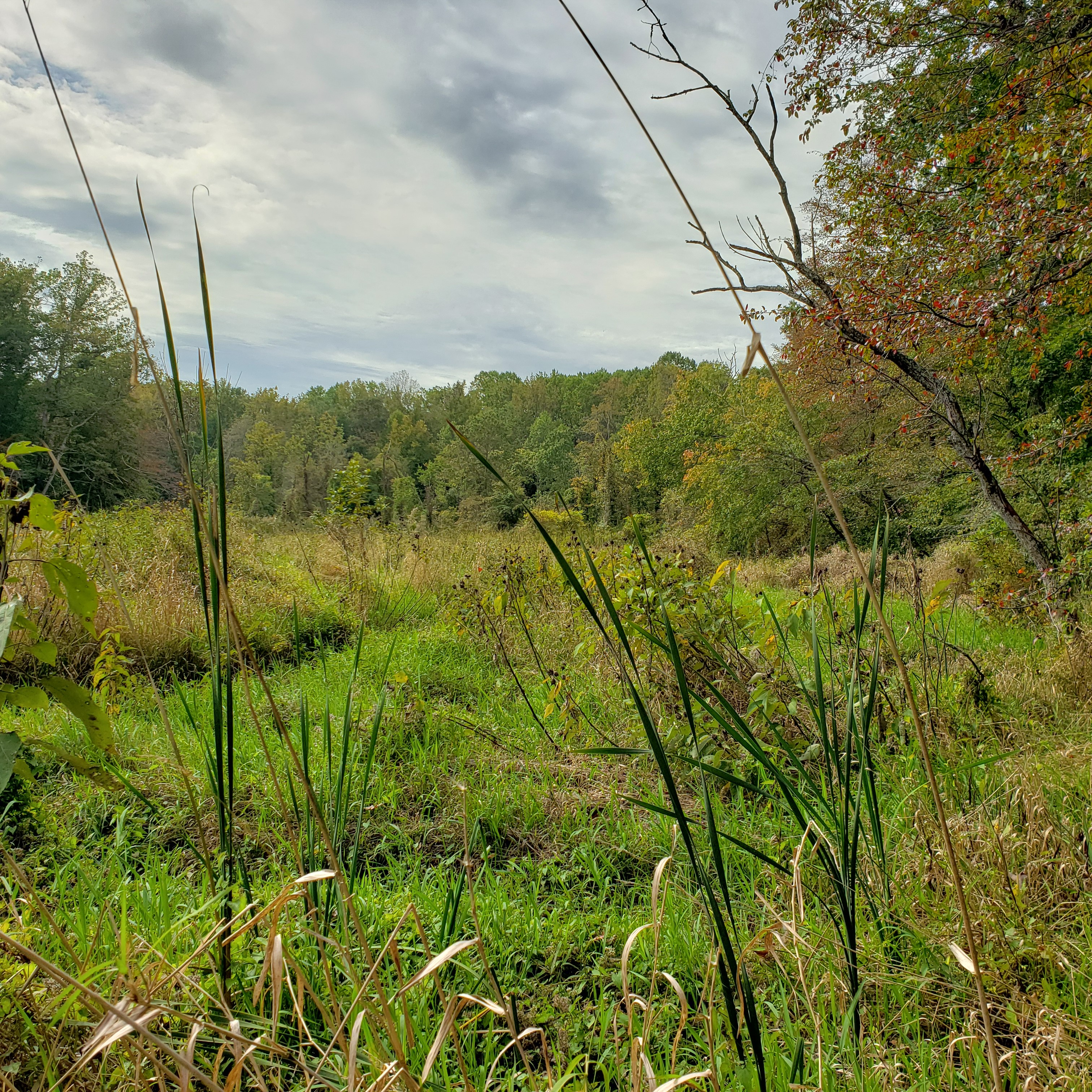 Wetland landscape view