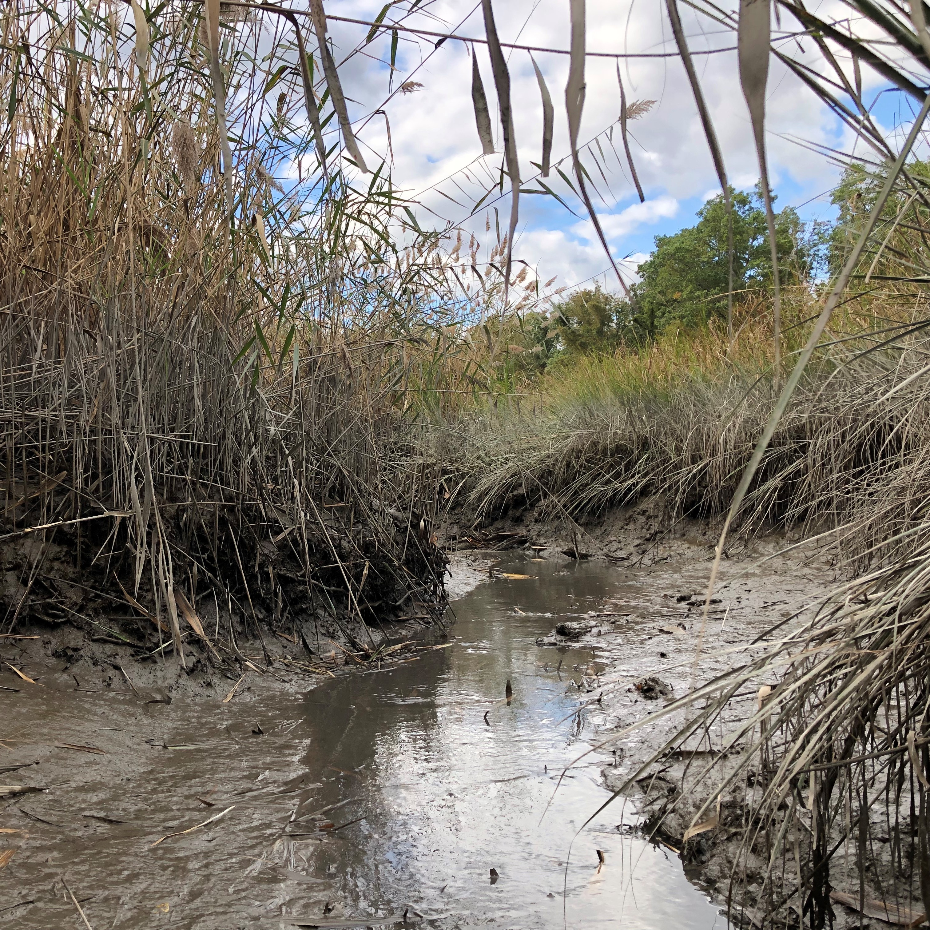 Wet marsh landscape