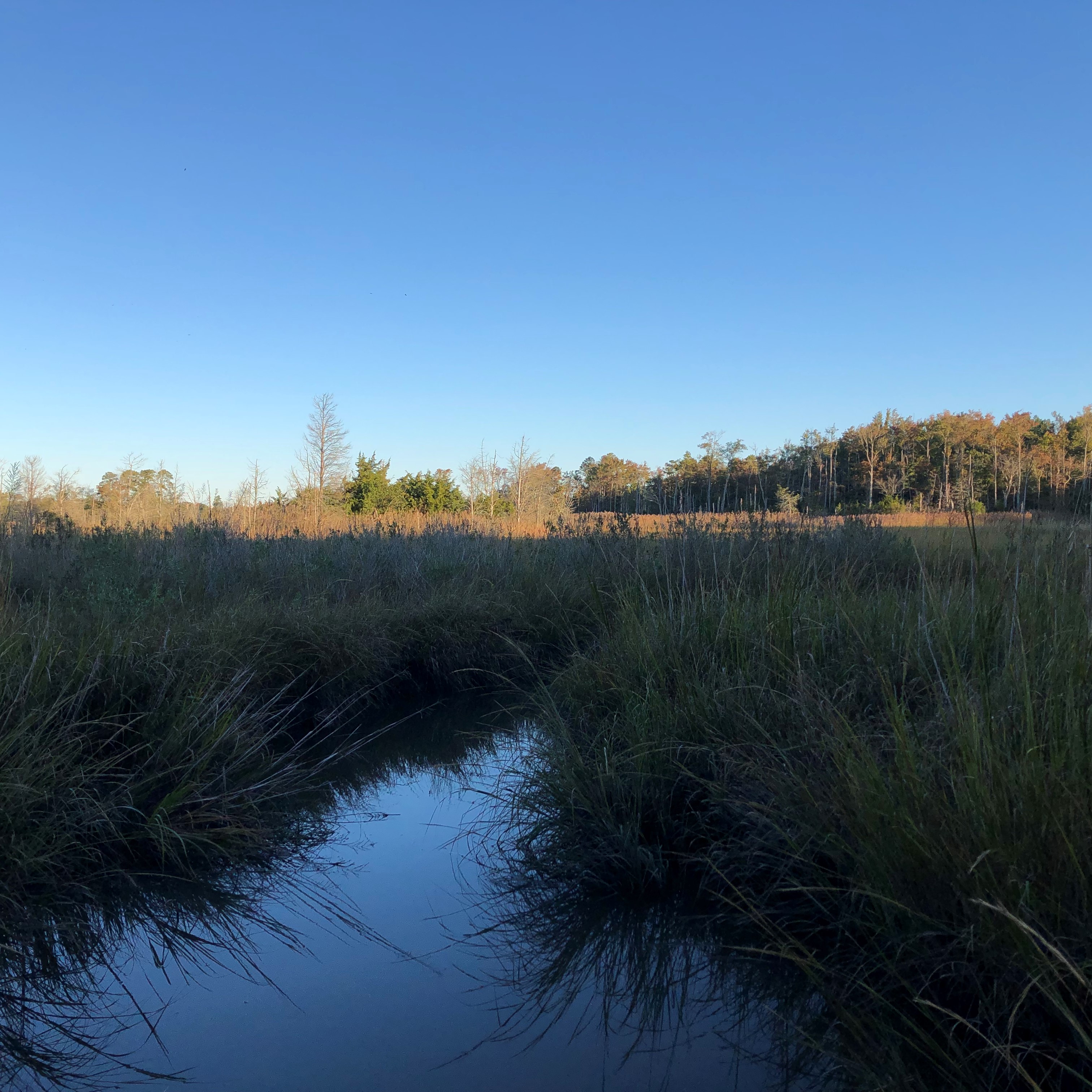 Marshy landscape with water flowing through