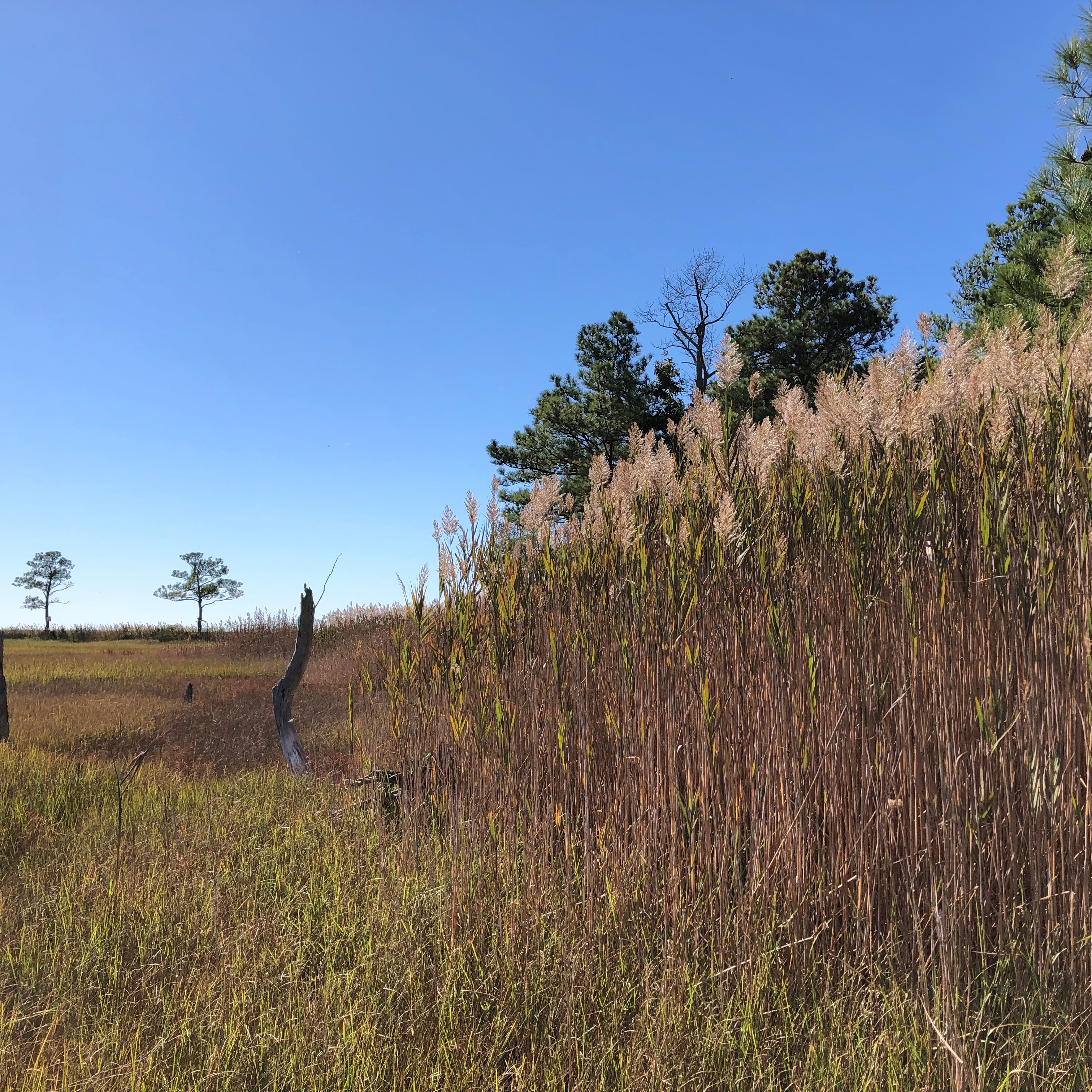 Grassy landscape transitioning to taller grasses with trees beyond