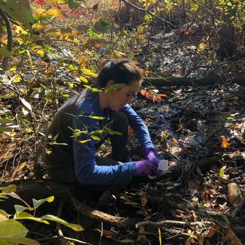 Researcher crouching to take ground sample in wooded setting